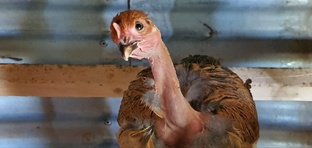 Курьи байки и пернатые проказы