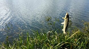 Про рыбалку