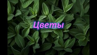 Цветы