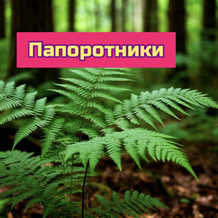 Папоротники Флебодиумы