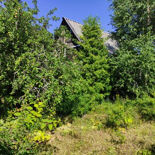 Расчистка участка