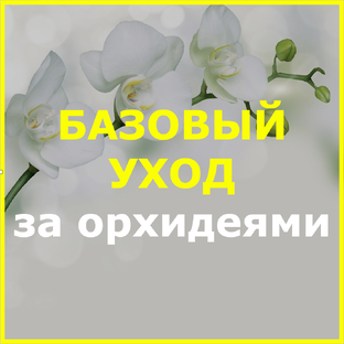 БАЗОВЫЙ уход за орхидеями в домашних условиях