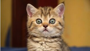 Базы данных