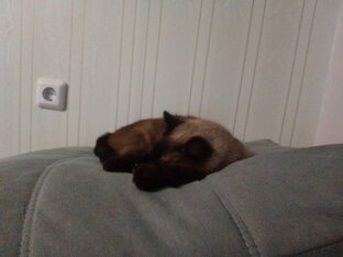 Сиамский кот Дымок