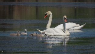 Лебеди-шипуны. История одной семьи
