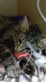 Котики сейчас на лечении