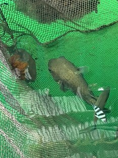 Блюда из морепродуктов