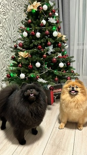 Мои пушистики