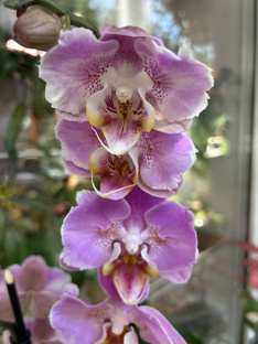 Как всегда прекрасен ! Phal Cadillac 