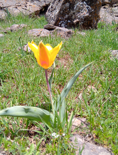 Невысказанные слова