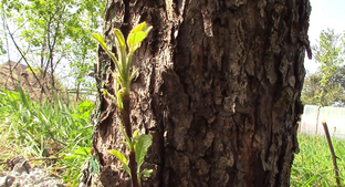 Меняем крону