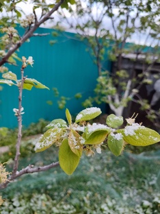 Капризы природы! 