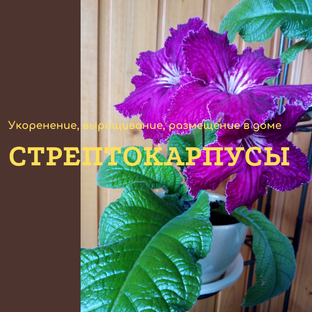 Агротехника стрептокарпусов