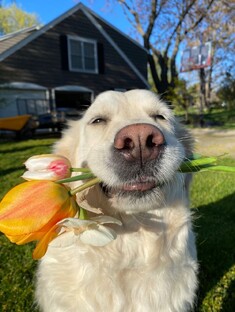 Все о собаках! 🐕🦴🐾