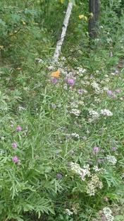 Живая природа. Лето в лесу