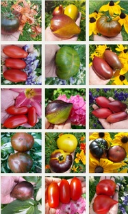 Отзывы о сортах(гибридах) томатов