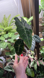 ОБЗОРЫ  КОЛЛЕКЦИИ