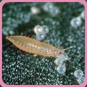 О вредителях растений