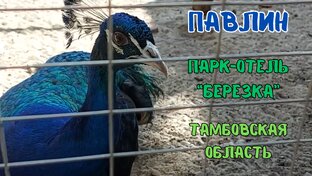Птицы