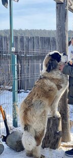 Наши питомцы