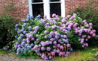 Выращивание кустарников 