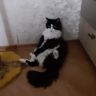 Поздравления моих кошек с Днём рождения!