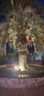 Новогодний Сочи 