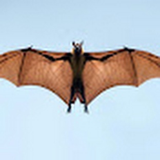 Летучая лиса: загадка тропиков с крыльями и улыбкой