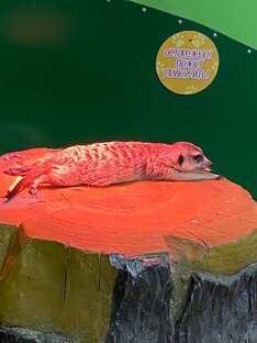 Тимон в ожидании Пумбы