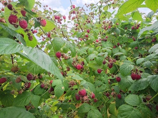 Ягоды - личный опыт