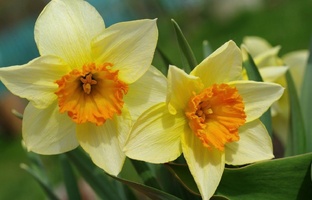 О страхах нарциссизма