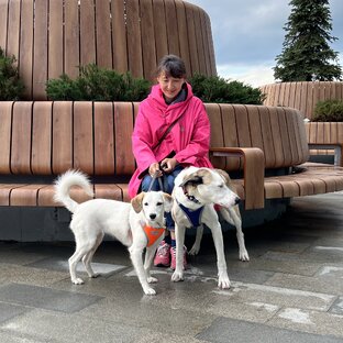 Питомцы в большом городе