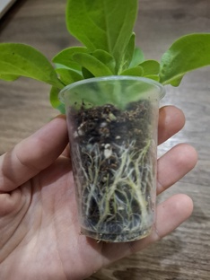 Однолетники в саду