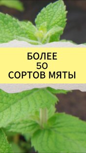 Сорта мяты
