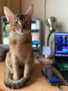 Кошка Сонька