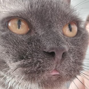 Мои животные 