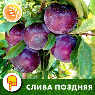 Сливы поздние