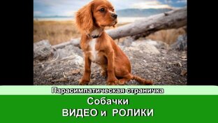 Собачки