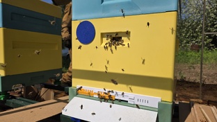 Пасека в Зельево