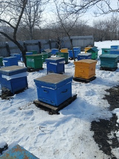 пасека зимой
