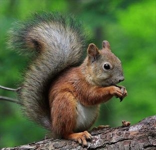 Белки: секреты жизни, поведения и выживания в дикой природе
