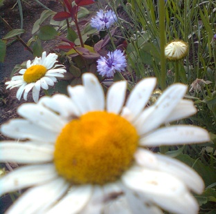 СЕМЬЯ, ОБЩЕСТВО И ВОЗРАСТНЫЕ КРИЗИСЫ