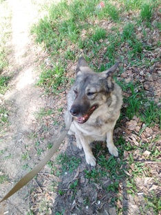 Мои питомцы - Умка