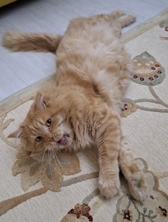 Друзья наши малые, дикие  и домашние