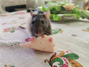 Крыски дамбо