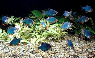 Описание аквариумных рыбок