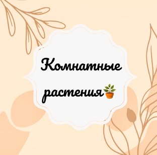 Комнатные растения 🪴