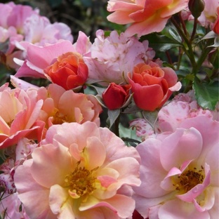 Розы – мои любимки