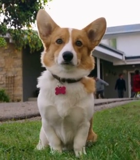 Размышления о собачьей жизни.