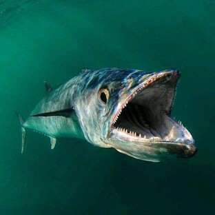 Барракуда: хищница с челюстями из стали. Правда о самой опасной рыбе океана